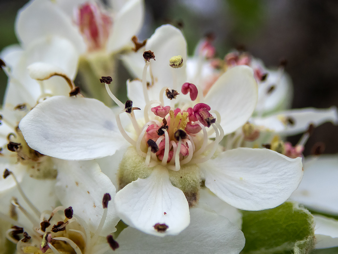 Изображение особи Pyrus elaeagrifolia.