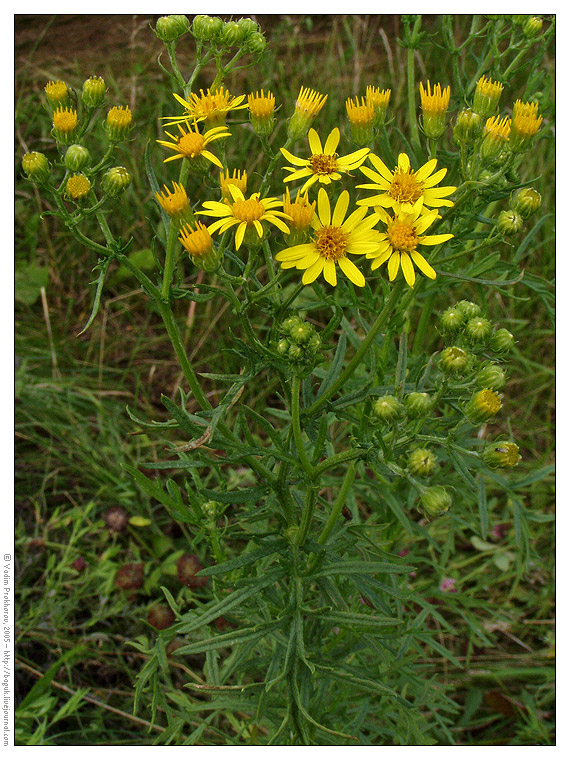 Image of Senecio erucifolius specimen.