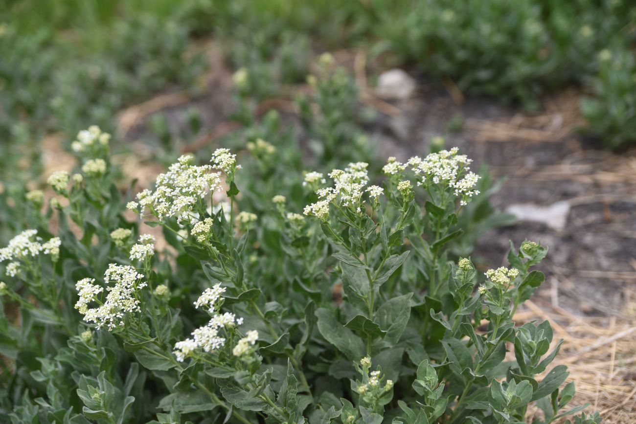 Image of Unknown species specimen.