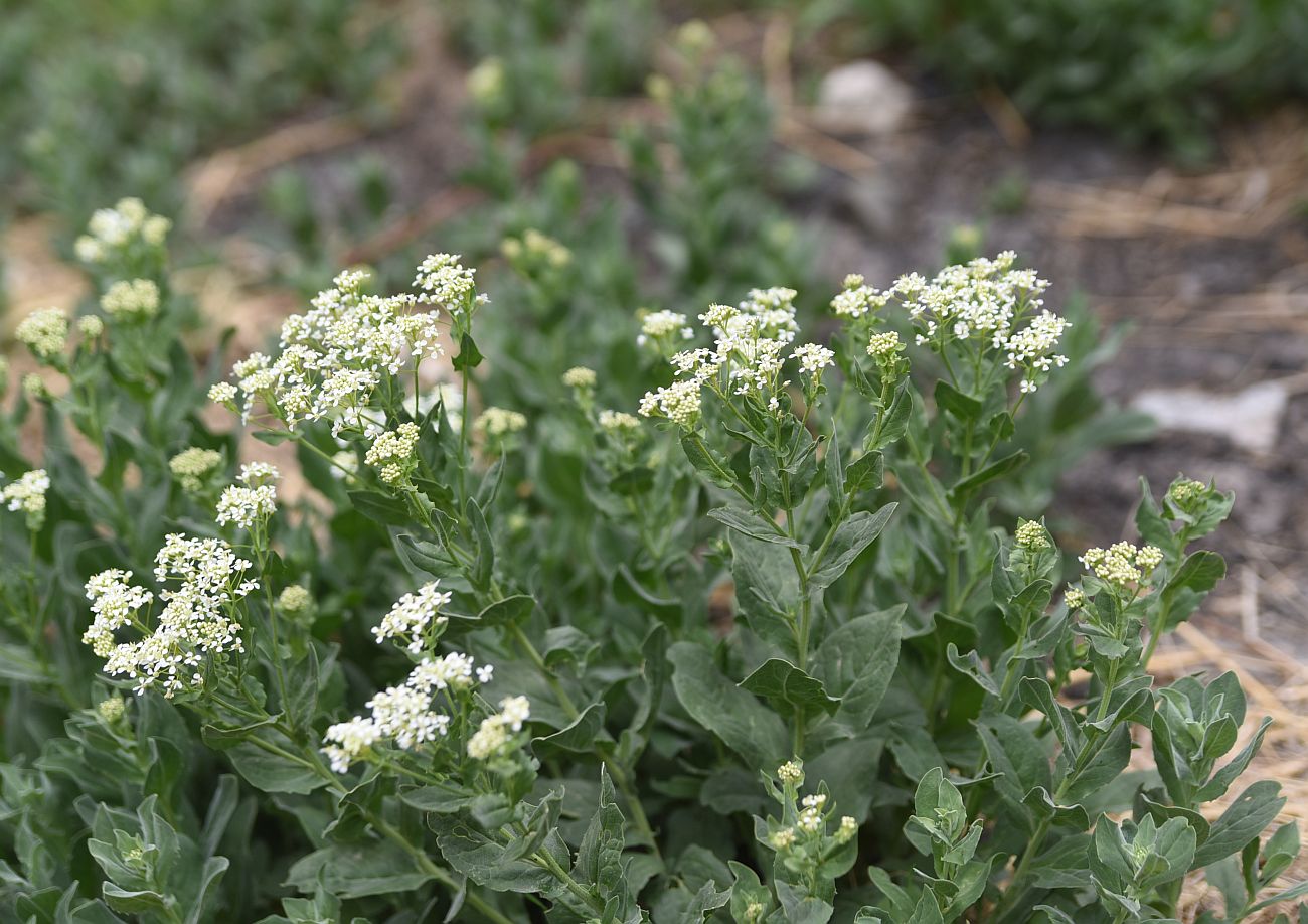 Image of Cardaria draba specimen.