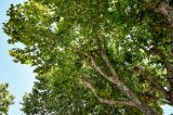 Platanus orientalis. Ветви взрослого дерева. Португалия, округ Лейрия, пос. Баталья, в культуре. 07.08.2025.