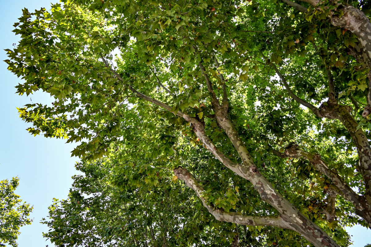 Изображение особи Platanus orientalis.