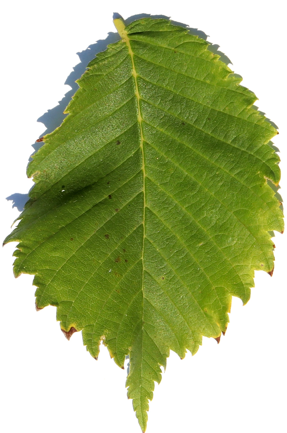 Изображение особи Ulmus laevis.
