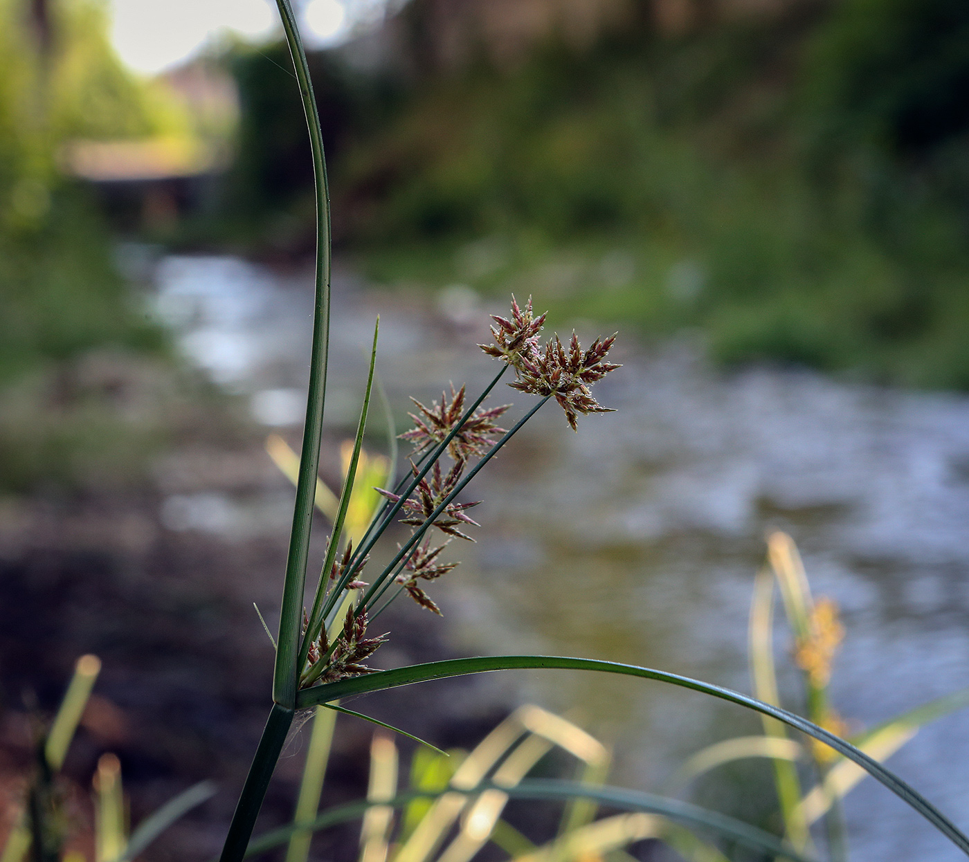 Image of Cyperus eragrostis specimen.