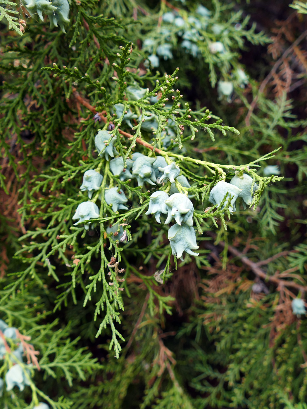 Изображение особи Platycladus orientalis.
