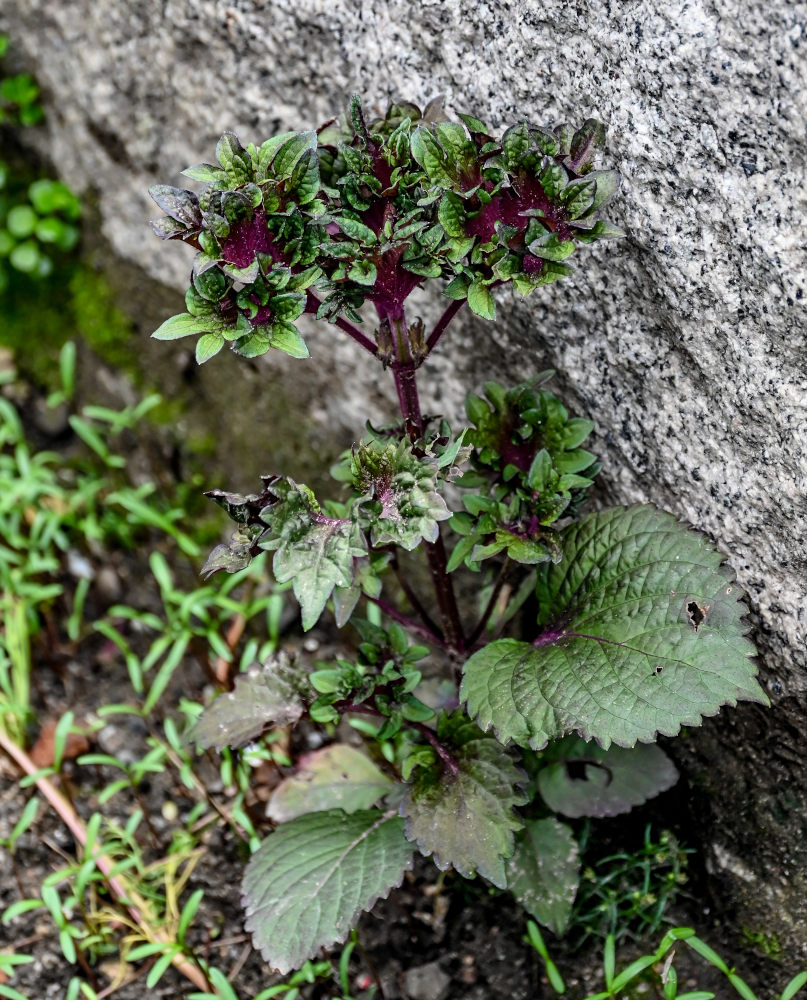 Image of genus Perilla specimen.