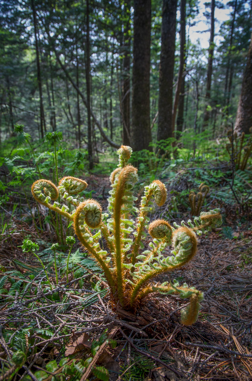 Image of Dryopteris crassirhizoma specimen.