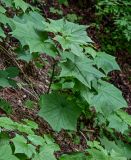 Parasenecio ambiguus