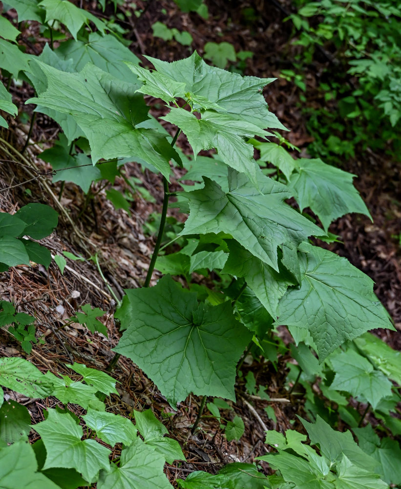 Image of Parasenecio ambiguus specimen.