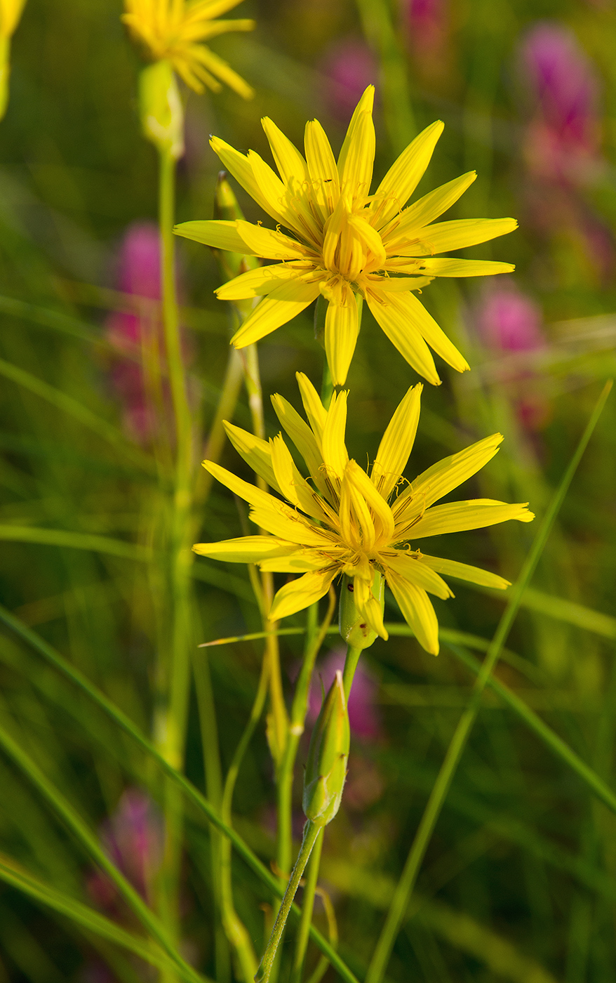 Изображение особи Scorzonera stricta.