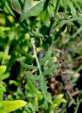 Sonchus oleraceus. Лист. Португалия, Азорские о-ва, о-в Сан-Мигел, г. Рибейра-Гранди, каменистый пляж. 14.08.2025.