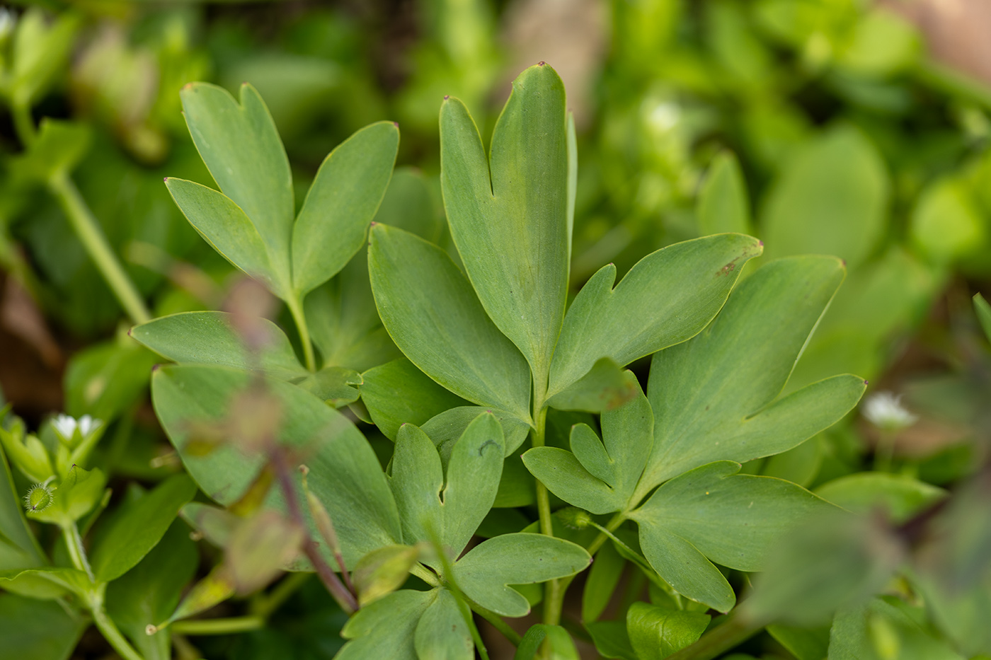 Image of genus Corydalis specimen.