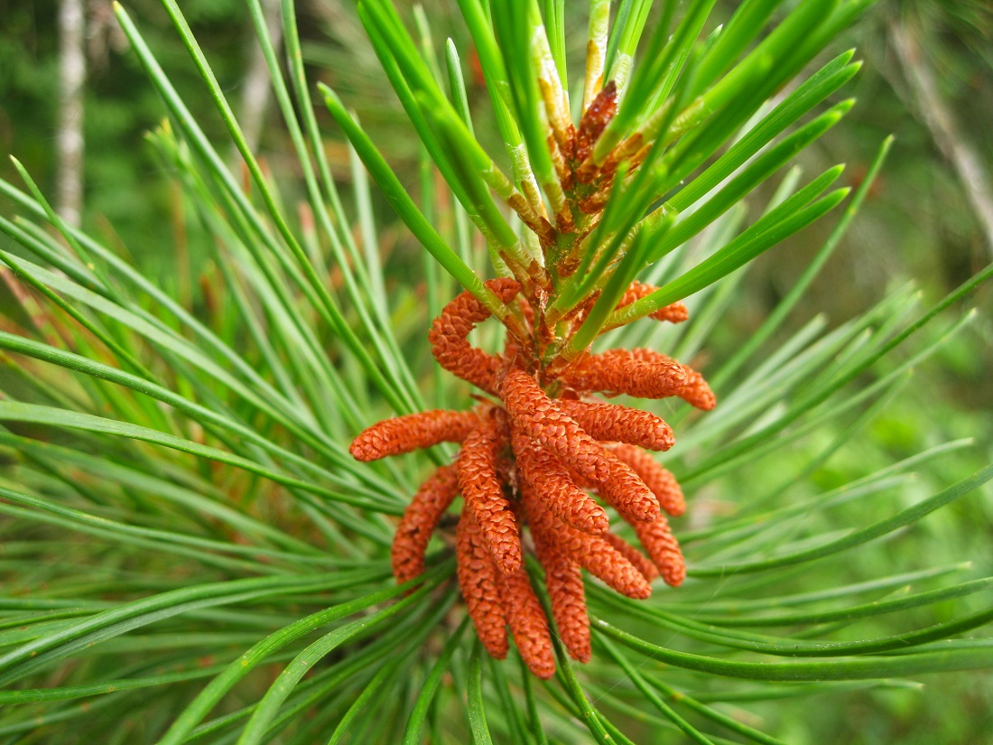 Image of Pinus contorta specimen.