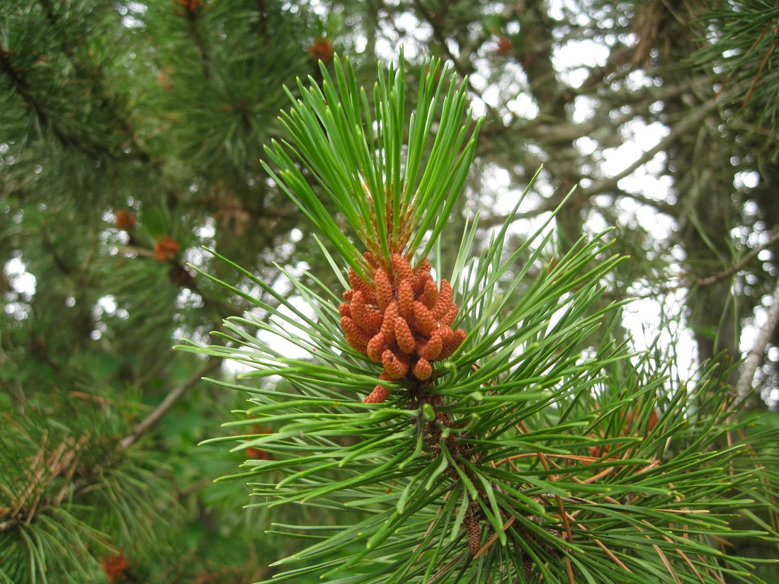 Image of Pinus contorta specimen.