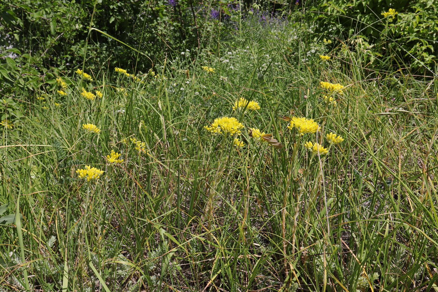 Image of Sedum reflexum specimen.