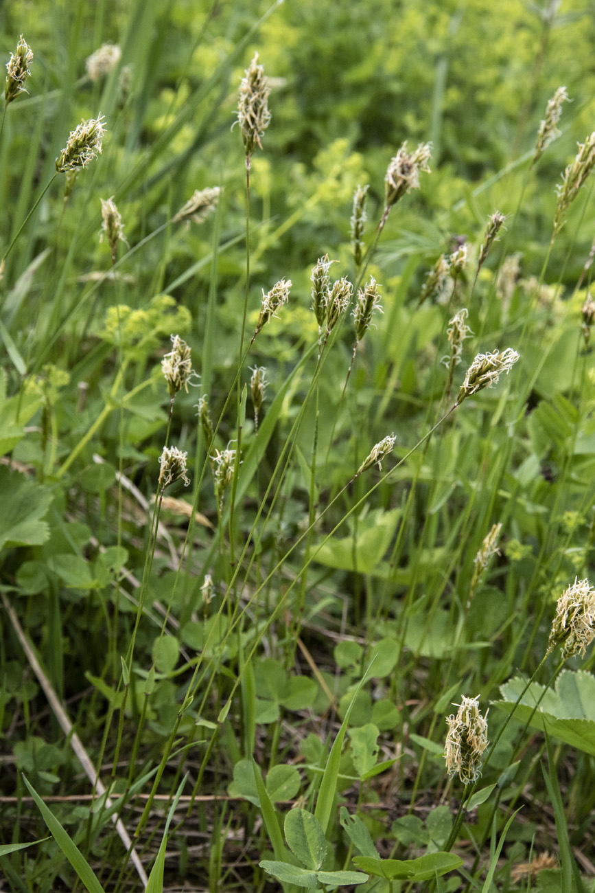 Image of Anthoxanthum odoratum specimen.