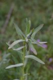 genus Euphorbia