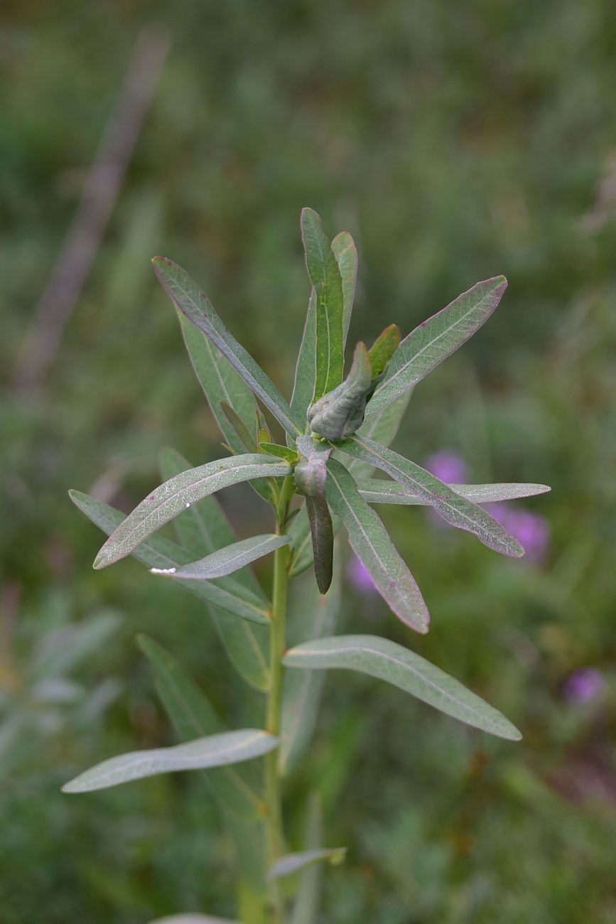 Image of genus Euphorbia specimen.