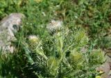 genus Cirsium