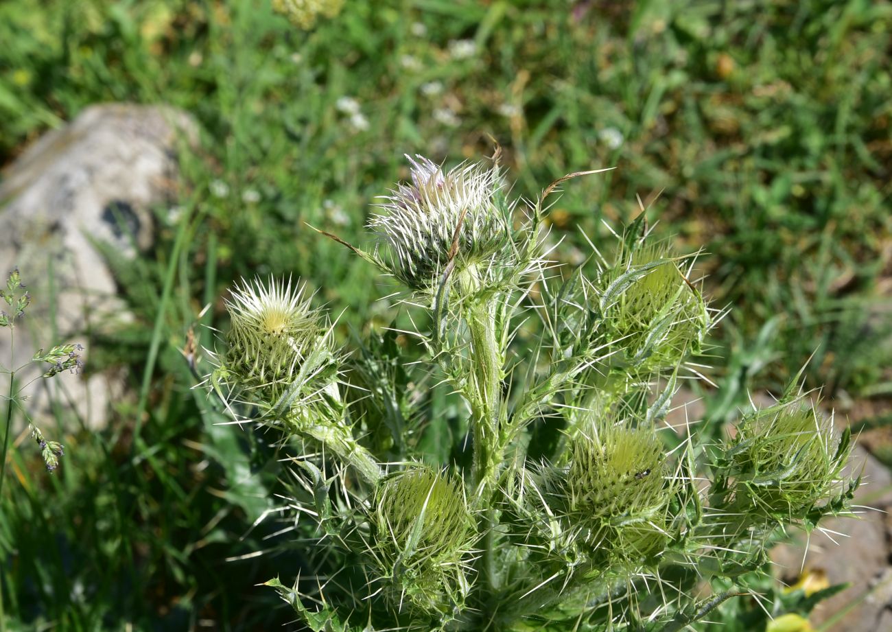 Image of genus Cirsium specimen.