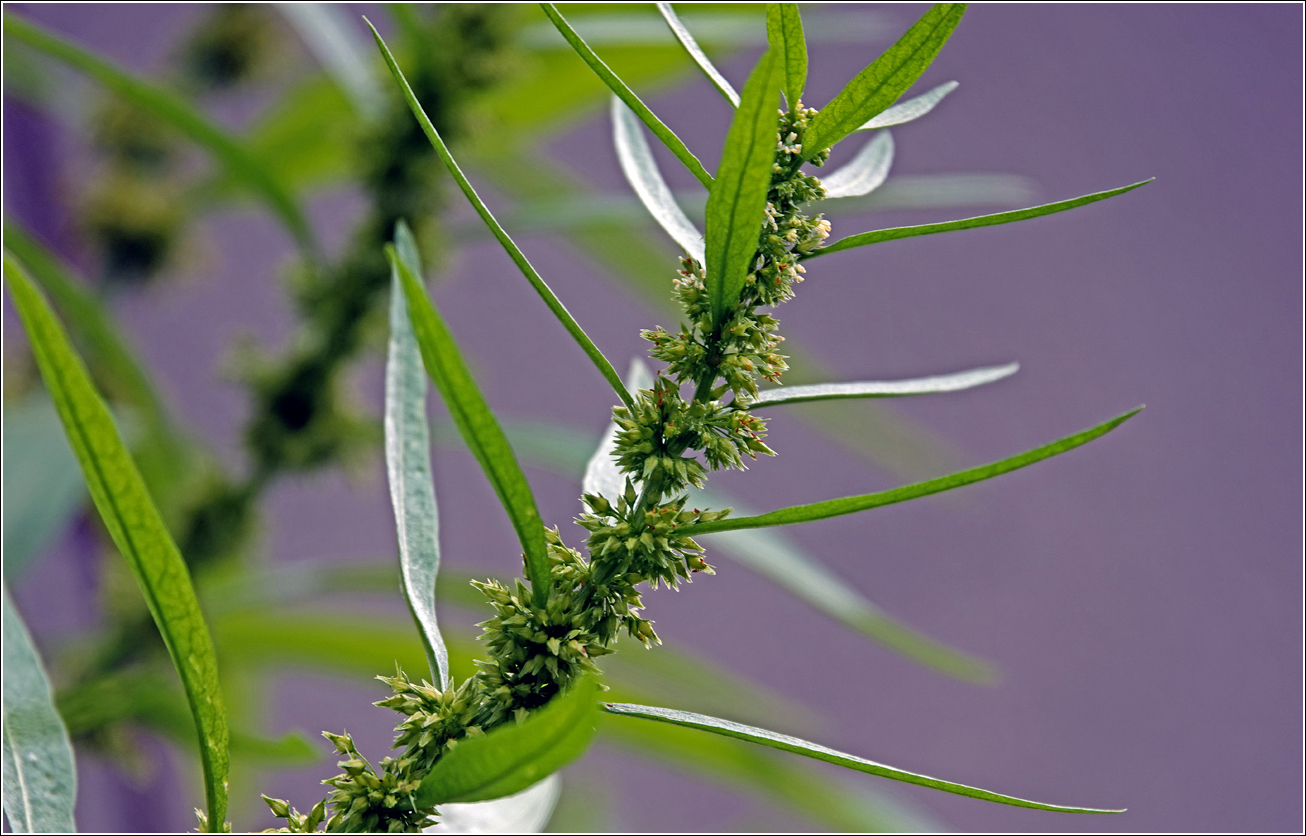 Image of genus Rumex specimen.