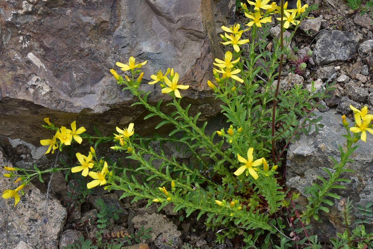 Image of Hypericum orientale specimen.