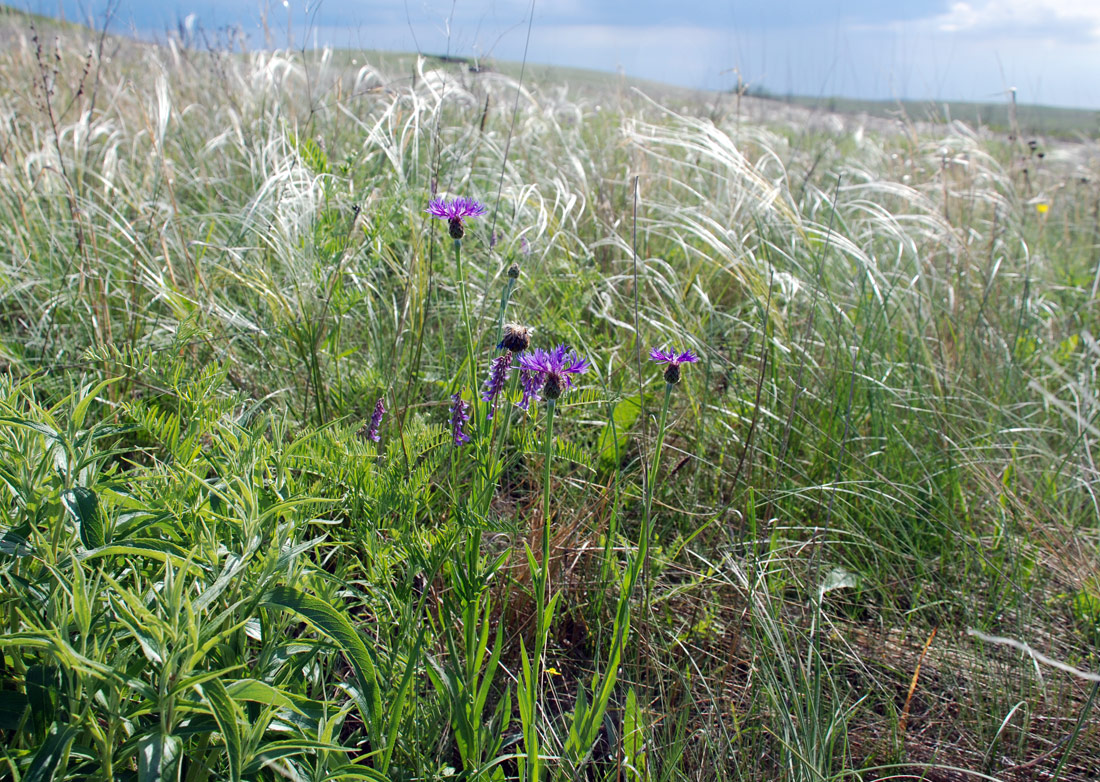 Image of Centaurea tanaitica specimen.