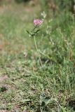 Trifolium pratense. Цветущее растение. Таджикистан, Горно-Бадахшанская автономная обл., Шугнанский р-н, окр. кишлака Нимос, дол. р. Гунт, ≈ 2810 м н.у.м., поляна среди зарослей кустарников. 15 июля 2026 г.