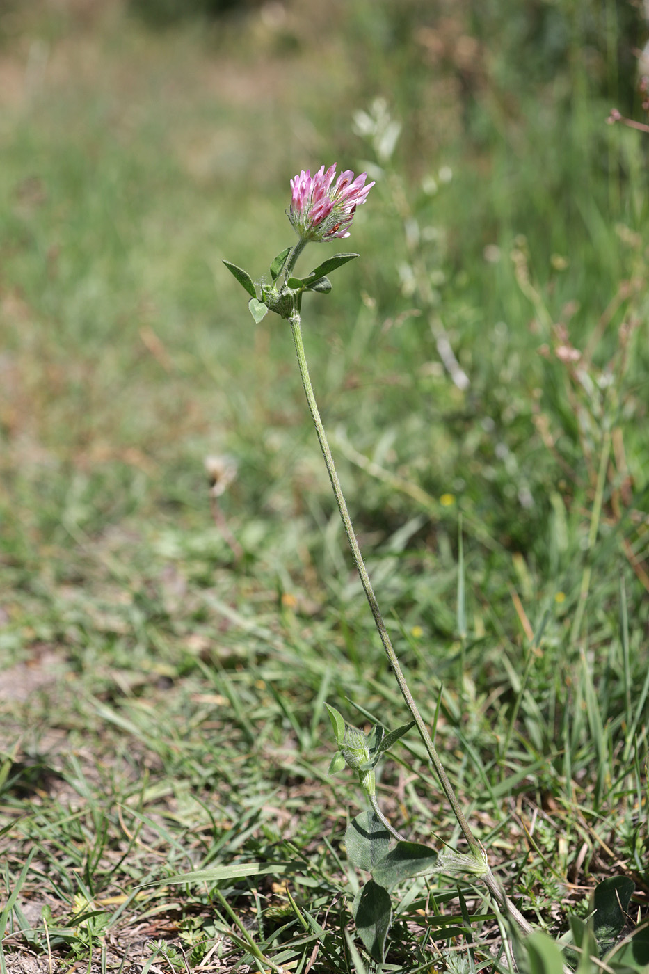 Image of Trifolium pratense specimen.