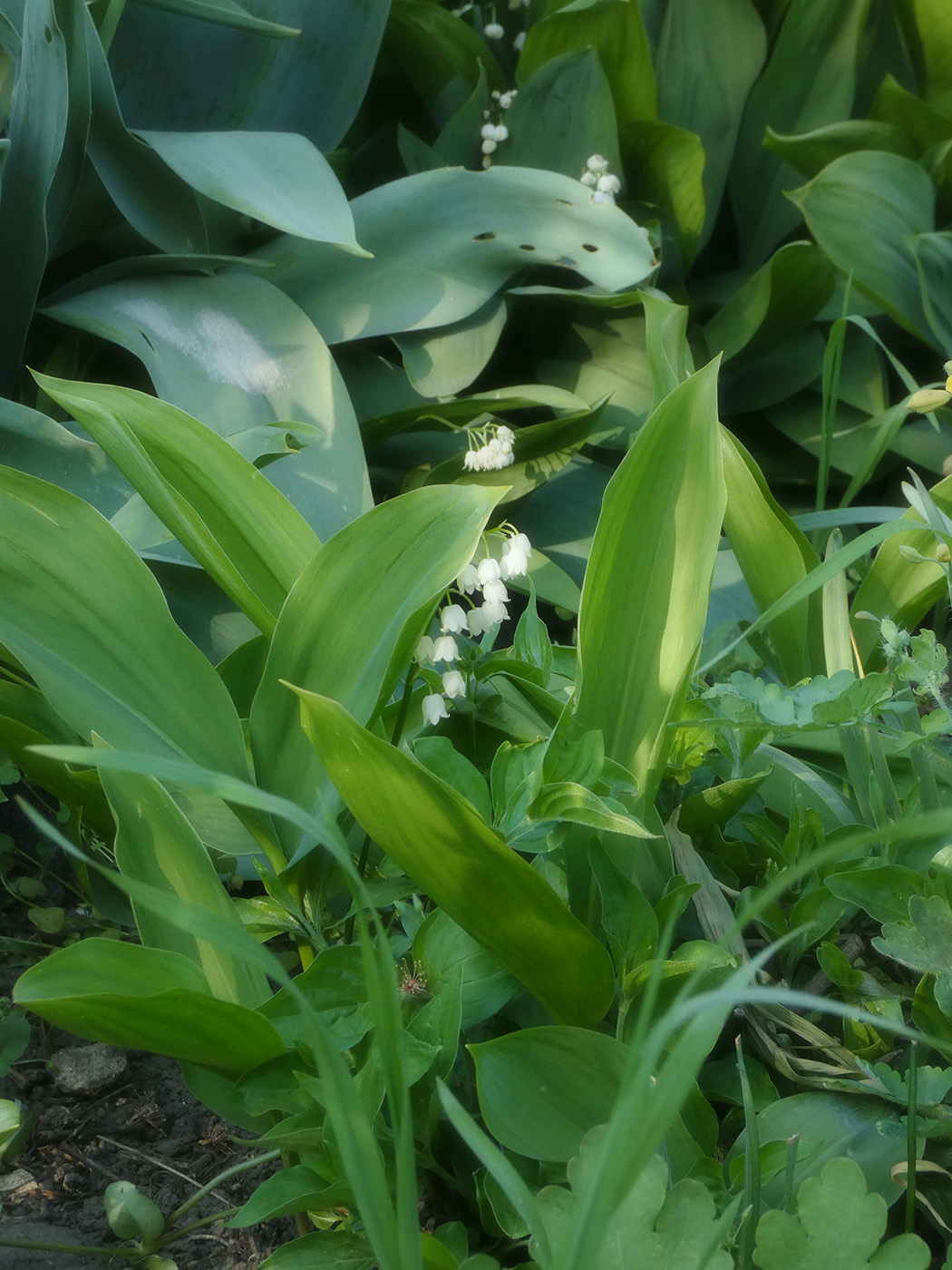 Изображение особи Convallaria majalis.