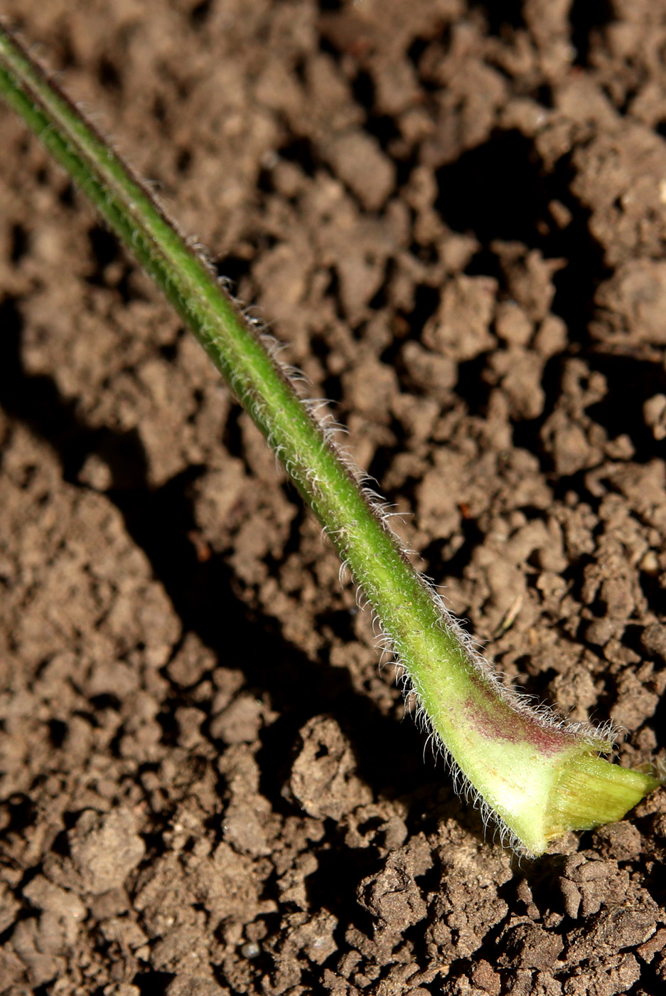 Image of Salvia glutinosa specimen.