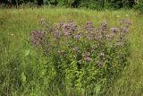Origanum vulgare