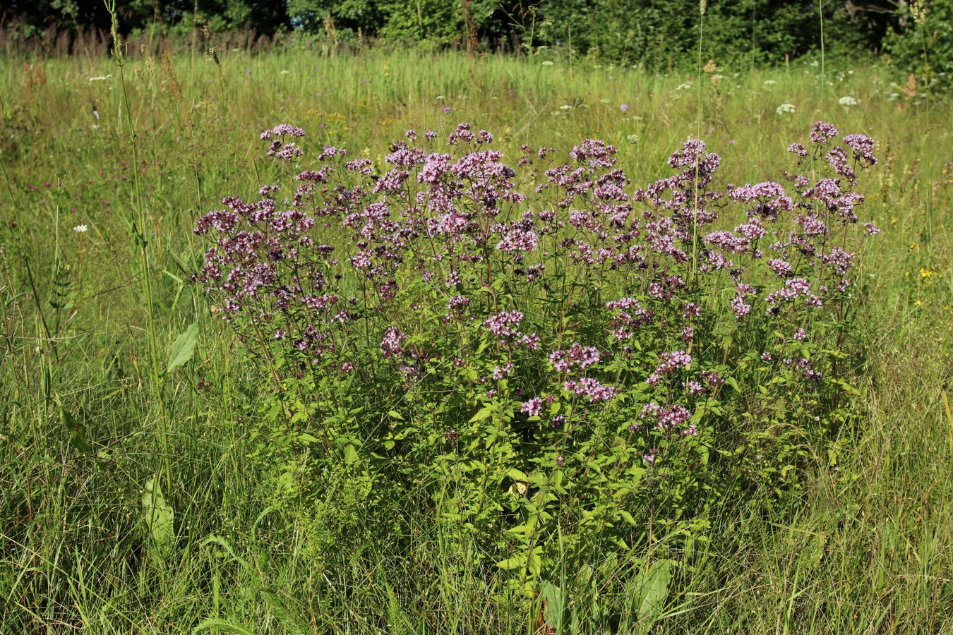 Image of Origanum vulgare specimen.