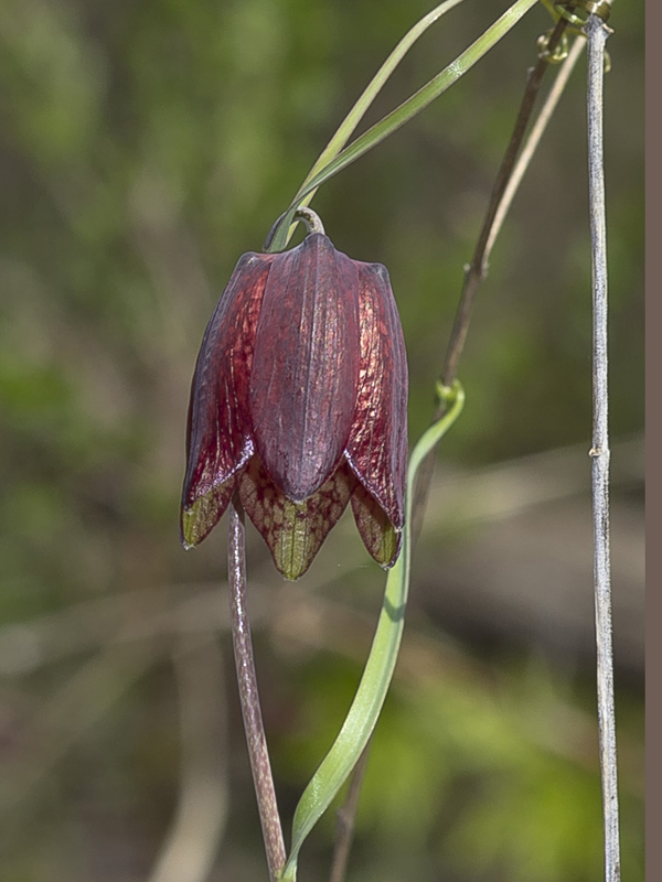 Изображение особи Fritillaria ruthenica.