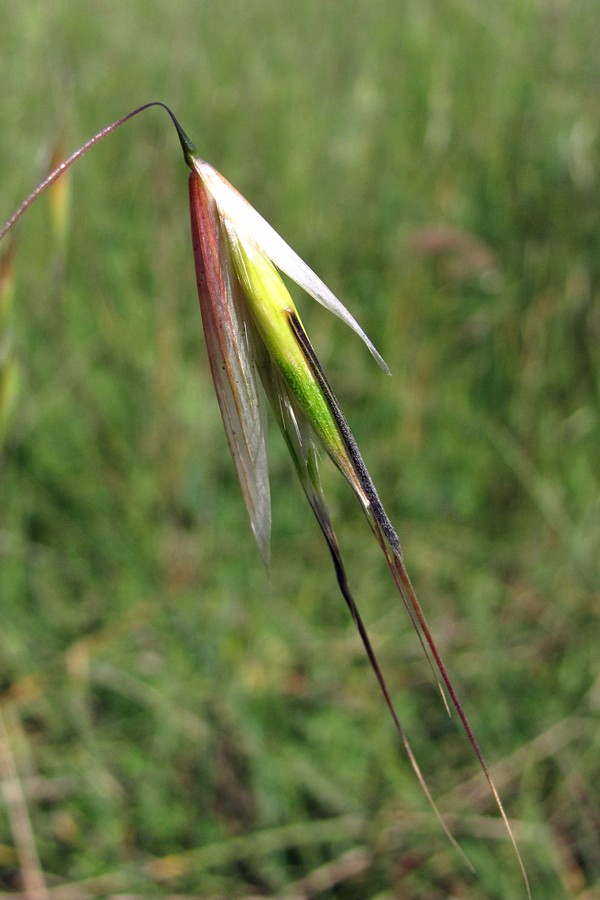 Image of Avena clauda specimen.