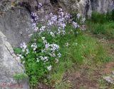 Hesperis steveniana