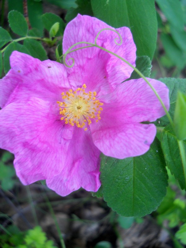Image of Rosa cinnamomea specimen.