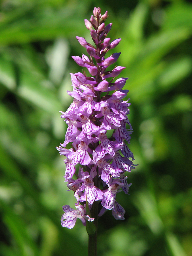 Изображение особи Dactylorhiza fuchsii.