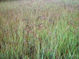 Calamagrostis epigeios. Плодоносящие растения на лугу. Московская обл., Раменский р-н, окр. дер. Хрипань. 03.08.2002.