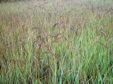 Calamagrostis epigeios