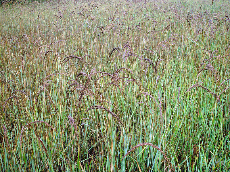 Изображение особи Calamagrostis epigeios.