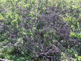 Betula nana. Заросли растений высотой 100-150 см. Кольский п-ов, Восточный Мурман, окрестности Дальних Зеленцов, берег Шестого Евтюковского озера. 09.07.2011.