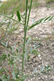 Astragalus подвид eupatoricus