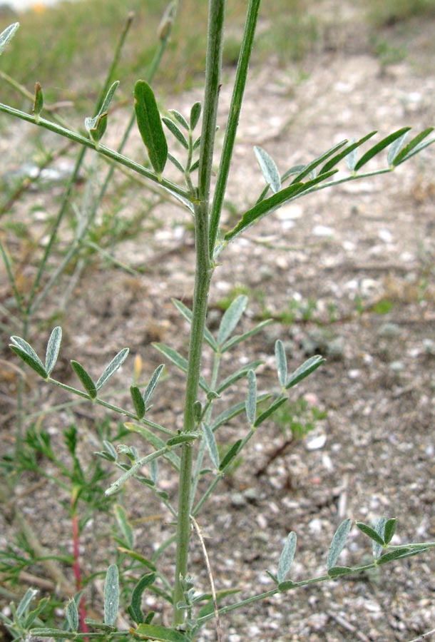 Изображение особи Astragalus varius ssp. eupatoricus.