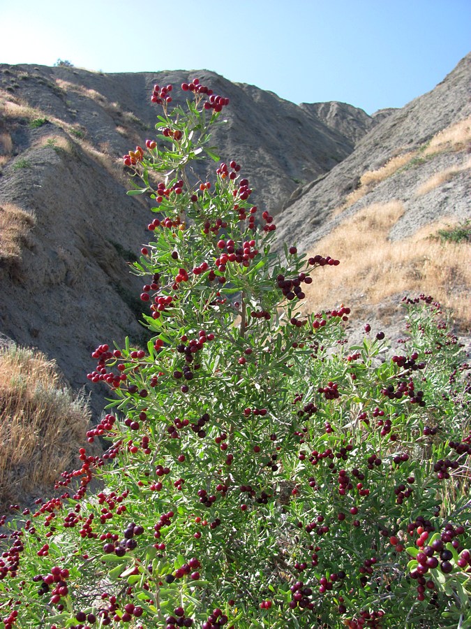 Image of Nitraria schoberi specimen.