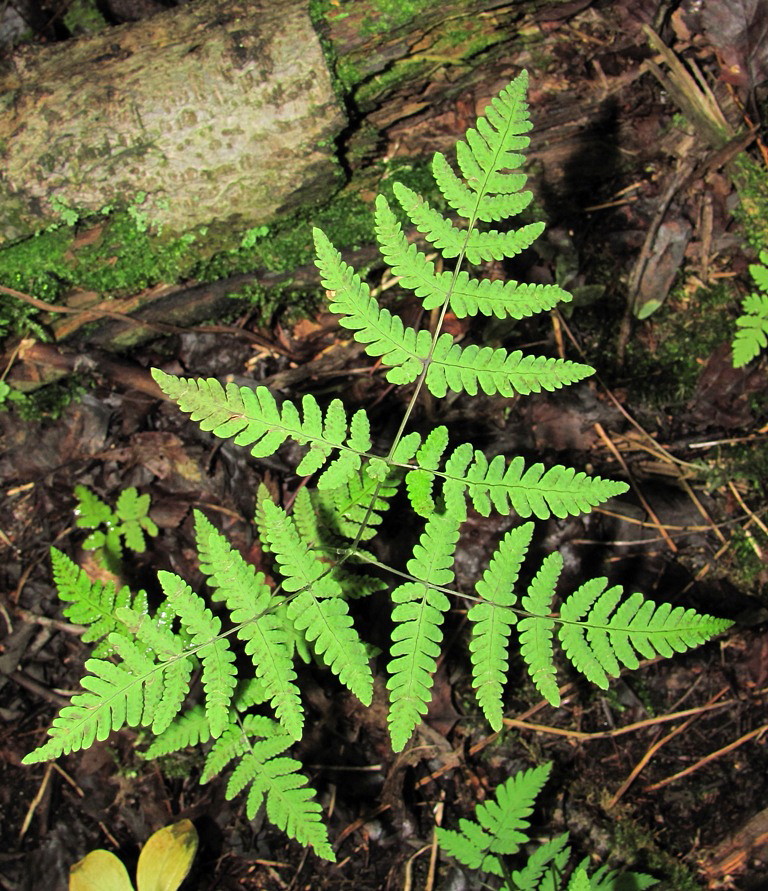 Image of genus Gymnocarpium specimen.