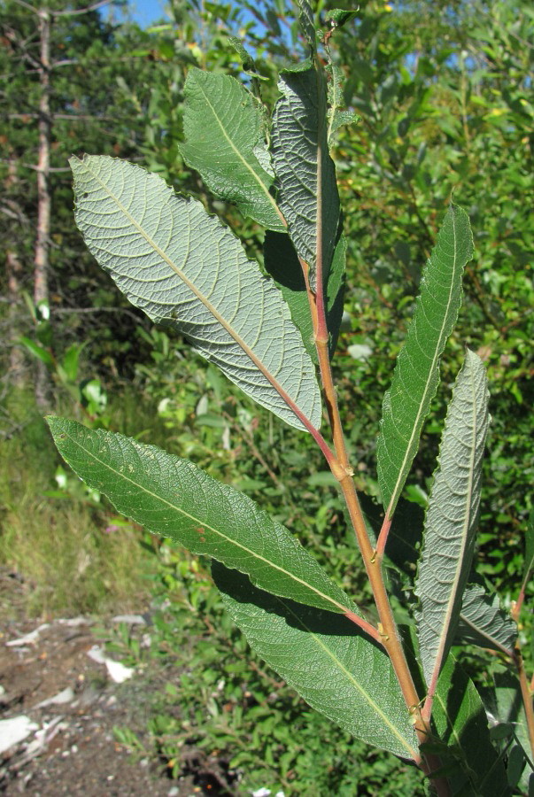 Изображение особи Salix × laurina.