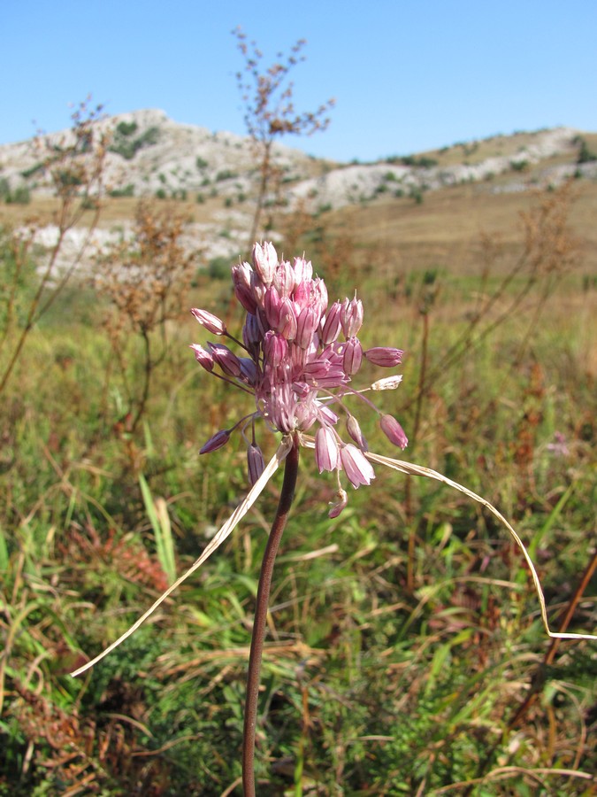 Изображение особи Allium paniculatum.