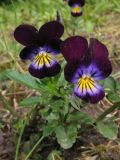 Viola wittrockiana. Цветущее растение. Москва, ботанический сад МГУ, сорное.