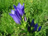 Gentiana pneumonanthe